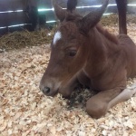 Filly out of The Good Wench (Owned by Cindi Roth)